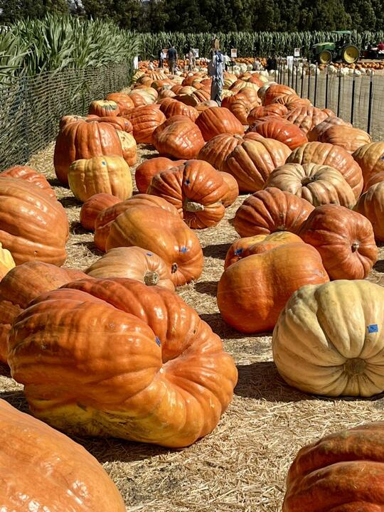 Underwood Family Farms – Herbstspaß für Familien nördlich von Los Angeles